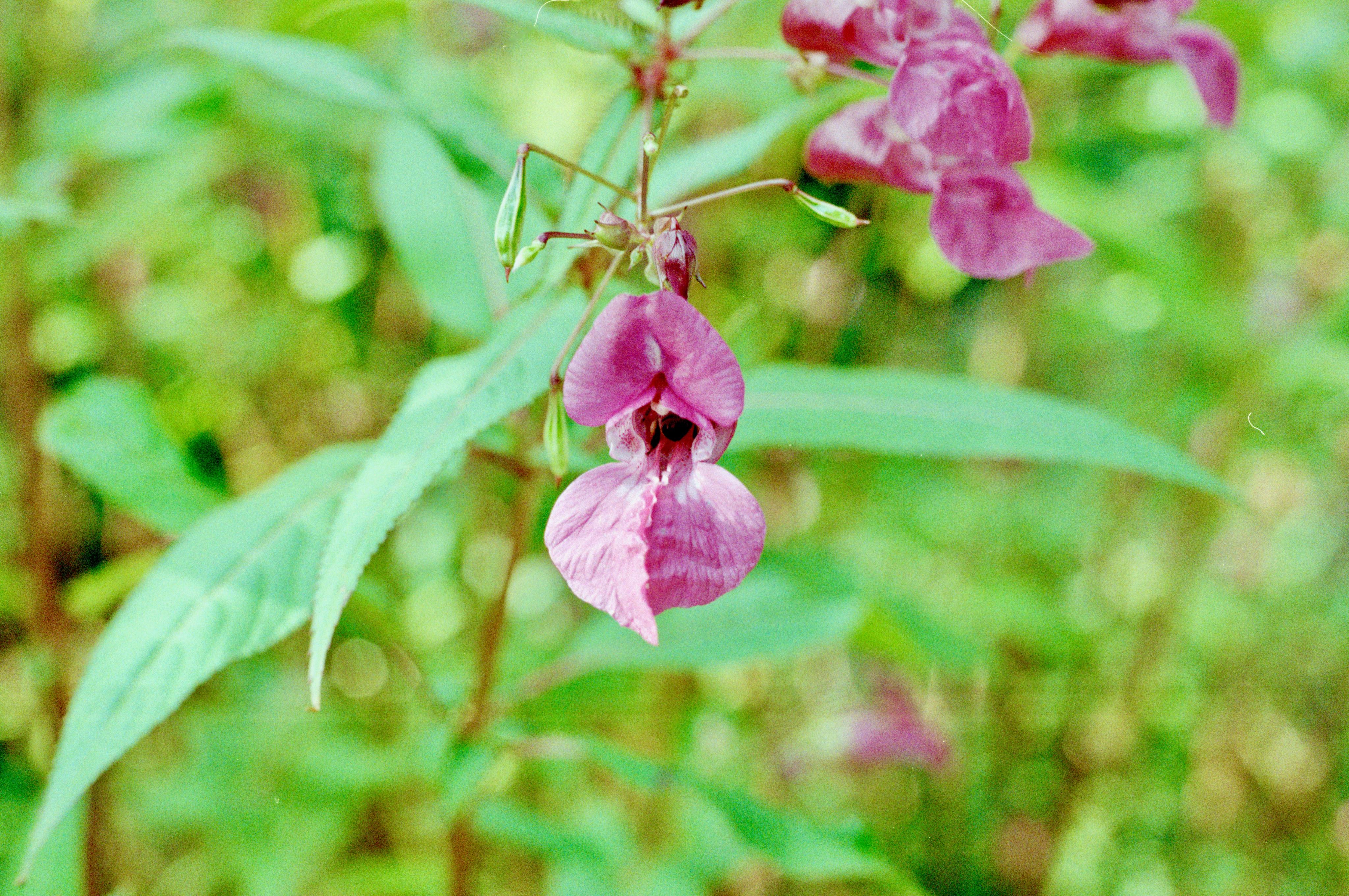 The bee's lil' ass looking out of the flower.